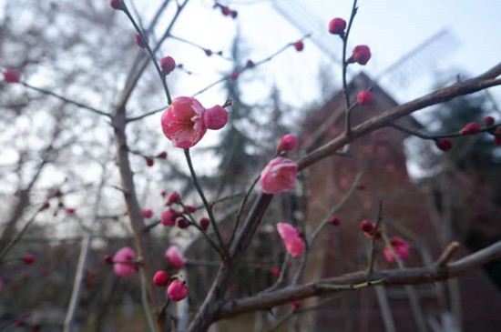 雨水降，萬(wàn)物蘇(圖1)
